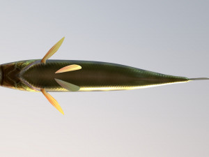 Fish river perch Model 3D