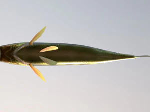 Poleiro de rio de peixe Modelo 3D