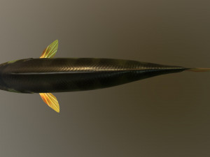 Fish river perch Model 3D