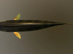 Poleiro de rio de peixe Modelo 3D