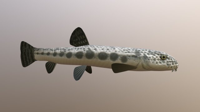 Freshwater fish peskar 3D Model .c4d .max .obj .3ds .fbx .stl .blend 