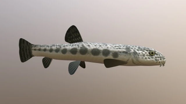 Freshwater fish peskar 3D Model .c4d .max .obj .3ds .fbx .stl .blend