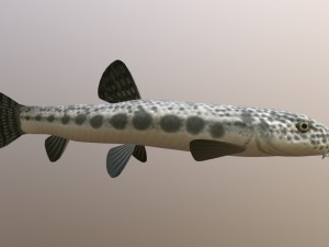 Freshwater fish peskar 3D Model