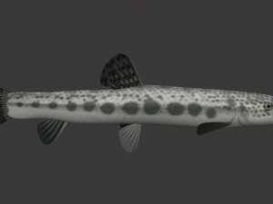Freshwater fish peskar 3D Model