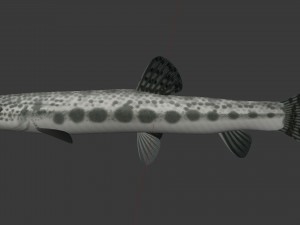 Freshwater fish peskar 3D Model