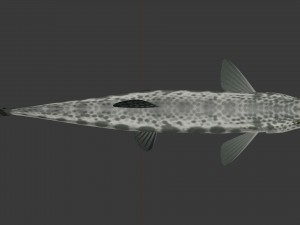Freshwater fish peskar 3D Model