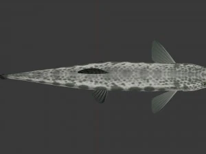 Freshwater fish peskar 3D Model