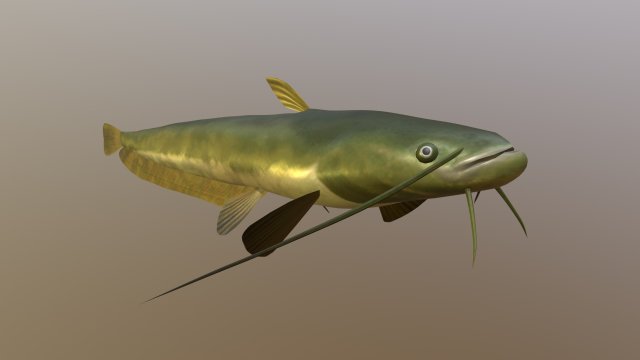 Catfish som 3D Модель .c4d .max .obj .3ds .fbx .stl .blend