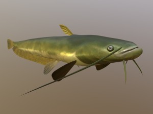 Catfish som 3D Model