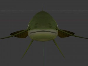 Catfish som 3D Модель
