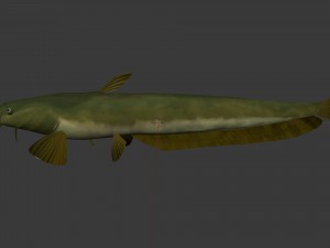 Catfish som 3D Модель