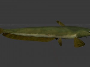 Catfish som 3D Модель