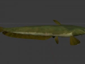 Meerval som 3D Model