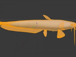 Meerval som 3D Model