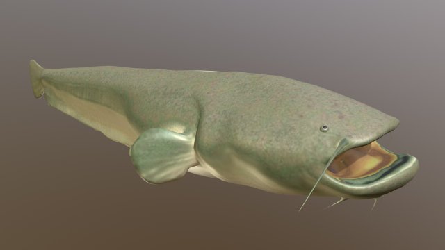 Large catfish 3D Model .c4d .max .obj .3ds .fbx .stl .blend 