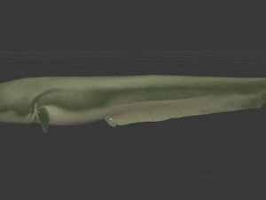Large catfish 3D Model
