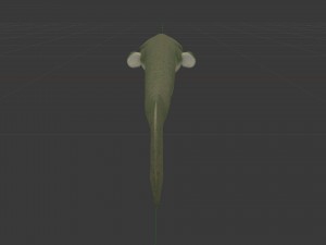 Large catfish 3D Model