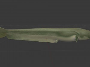 Large catfish 3D Model