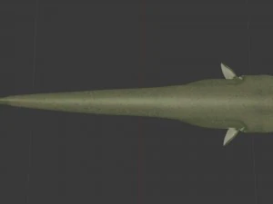 Large catfish 3D Model