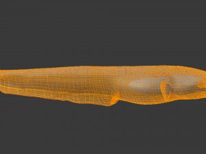 Large catfish 3D Model