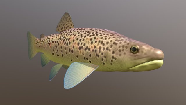 Brown trout fish koomja 3D Model .c4d .max .obj .3ds .fbx .stl .blend 