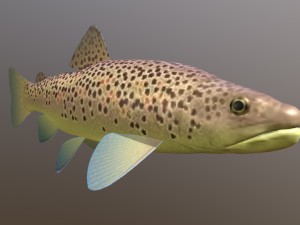 Brown trout fish koomja 3D मॉडल
