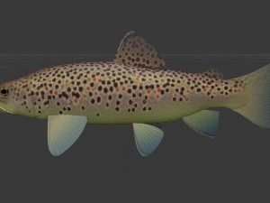 Brown trout fish koomja 3D Model