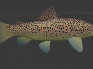 Brown trout fish koomja 3D Model