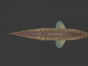 Brown trout fish koomja 3D Model