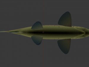 Brown trout fish koomja 3D Model
