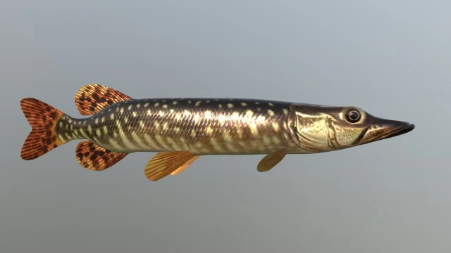 Brochet shakea Modèle 3D .c4d .max .obj .3ds .fbx .stl .blend 