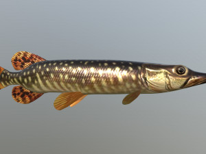 Pike shooka 3D Model