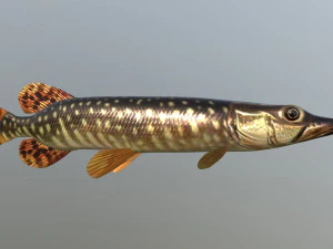 Pike shakea Model 3D