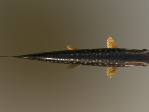 Pike shooka 3D Модель