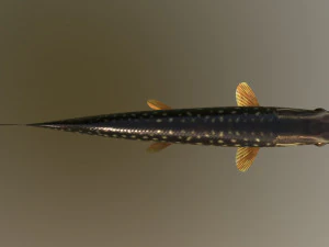 Brochet shakea Modèle 3D