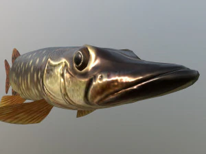 Brochet shakea Modèle 3D