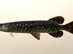 Pike shooka 3D Модель