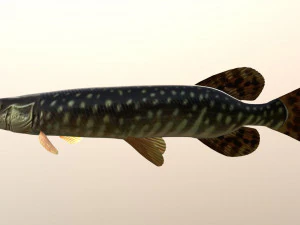 Brochet shakea Modèle 3D