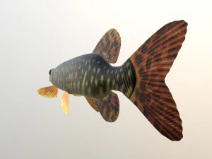 Brochet shakea Modèle 3D