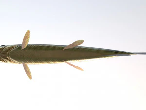 Brochet shakea Modèle 3D