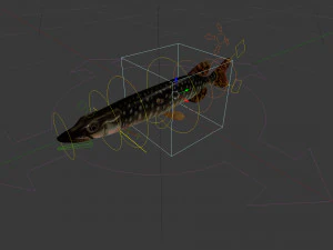 Brochet shakea Modèle 3D