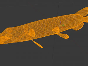 Brochet shakea Modèle 3D