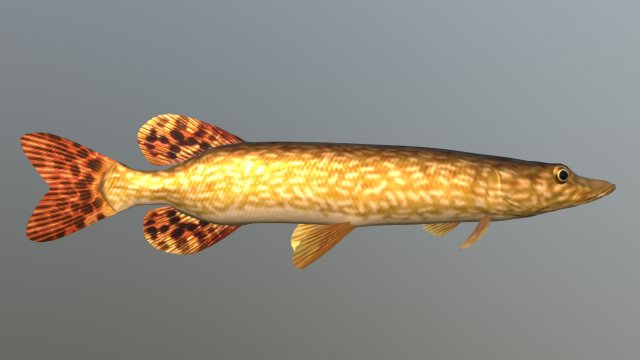 Northern pike 3D Model .c4d .max .obj .3ds .fbx .stl .blend 