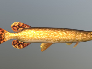 Northern pike 3D Model