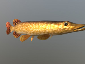 Northern pike 3D Model