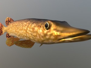 Northern pike 3D Model
