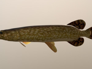 Northern pike 3D Model