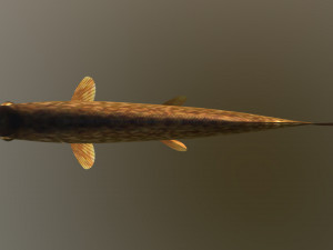 Northern pike 3D Model