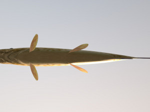 Northern pike 3D Model