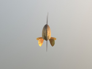Northern pike 3D Model